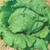 Bulk Non GMO Great Lakes Head - Lettuce Vegetable Garden Seed