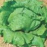 Bulk Non GMO Great Lakes Head - Lettuce Vegetable Garden Seed