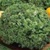 Bulk Non GMO Grand Rapids - Lettuce Vegetable Garden Seed