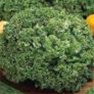 Bulk Non GMO Grand Rapids - Lettuce Vegetable Garden Seed