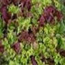 Bulk Non GMO Gourmet Salad Blend - Lettuce Vegetable Garden Seed