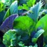 Bulk Non GMO Mesclun Mix - Lettuce Vegetable Garden Seed