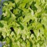 Bulk Non GMO Oarkleaf - Lettuce Vegetable Garden Seed