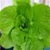 Bulk Non GMO Romaine (Parris Island) - Lettuce Vegetable Garden Seed