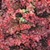 Bulk Non GMO Ruby Red Leaf - Lettuce Vegetable Garden Seed