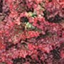 Bulk Non GMO Ruby Red Leaf - Lettuce Vegetable Garden Seed