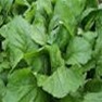 Bulk Non GMO Florida Broadleaf - Mustard Vegetable Garden Seed