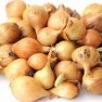 Bulk Non GMO Multiplier Onion - Onion Vegetable Garden Seed