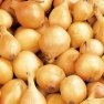 Bulk Non GMO Yellow Ebenezer Onion Sets - Onion Vegetable Garden Seed
