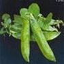 Buy Premium Quality Bulk Non GMO Alaska - Pea Vegetable Garden Seed