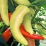 Bulk Non GMO Banana - Pepper Vegetable Garden Seed
