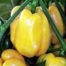 Bulk Non GMO Golden Cal Wonder - Pepper Vegetable Garden Seed