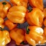 Buy Bulk Orange Habanero Pepper Seeds - Hot Pepper Plant Seeds | Mainstreet Seed & Supply