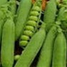 Bulk Non GMO Green Arrow - Pea Vegetable Garden Seed