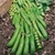 Bulk Non GMO Little Marvel - Pea Vegetable Garden Seed