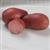 Bulk Adirondack Red Potato Seed - Non GMO Vegetable Garden Seeds