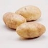 Bulk Russet Norkotah Potato Seed - Non GMO Vegetable Garden Seeds
