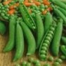 Bulk Non GMO Progress #9 - Pea Vegetable Garden Seed