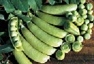 Bulk Non GMO Sugar Ann - Pea Vegetable Garden Seed