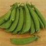 Bulk Non GMO Sugar Daddy - Pea Vegetable Garden Seed
