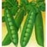 Bulk Non GMO Thomas Laxton - Pea Vegetable Garden Seed