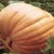 Bulk Non GMO Atlantic Giant - Pumpkin Vegetable Garden Seed