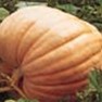 Bulk Non GMO Atlantic Giant - Pumpkin Vegetable Garden Seed