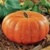 Bulk Non GMO Cinderella - Pumpkin Vegetable Garden Seed