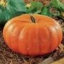 Bulk Non GMO Cinderella - Pumpkin Vegetable Garden Seed