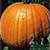 Bulk Non GMO Connecticut Field - Pumpkin Vegetable Garden Seed