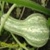 Bulk Non GMO Green Striped Cushaw - Pumpkin Vegetable Garden Seed