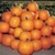 Bulk Non GMO Jack of All Trades - Pumpkin Vegetable Garden Seed