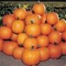 Bulk Non GMO Jack of All Trades - Pumpkin Vegetable Garden Seed