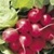 Bulk Non GMO Cherry Belle - Radish Vegetable Garden Seed