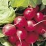 Bulk Non GMO Cherry Belle - Radish Vegetable Garden Seed