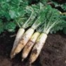 Bulk Non GMO Diakon - Radish Vegetable Garden Seed