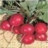 Bulk Non GMO Early Scarlet Globe - Radish Vegetable Garden Seed