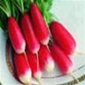 Bulk Non GMO French Breakfast - Radish Vegetable Garden Seed