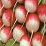 Bulk Non GMO Sparkler - Radish Vegetable Garden Seed