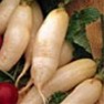 Bulk Non GMO White Icle - Radish Vegetable Garden Seed