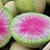 Bulk Non GMO Radish Watermelon - Radish Vegetable Garden Seed
