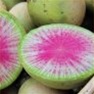 Bulk Non GMO Radish Watermelon - Radish Vegetable Garden Seed