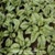 Bulk Non GMO Bloomsdale - Spinach Vegetable Garden Seed