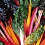 Bulk Non GMO Rainbow - Swiss Chard Vegetable Garden Seed