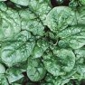 Bulk Non GMO Noble Giant - Spinach Vegetable Garden Seed