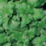 Bulk Non GMO New Zealand (Hot Weather) - Spinach Vegetable Garden Seed