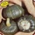 Bulk Non GMO Buttercup - Squash Vegetable Garden Seed