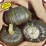 Bulk Non GMO Buttercup - Squash Vegetable Garden Seed