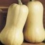 Bulk Non GMO Butternut (Waltham) - Squash Vegetable Garden Seed