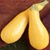 Bulk Non GMO Straightneck - Squash Vegetable Garden Seed
